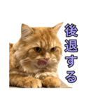 ペロッとシリーズ2（作戦用語）（個別スタンプ：7）