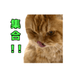 ペロッとシリーズ2（作戦用語）（個別スタンプ：8）