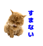 ペロッとシリーズ2（作戦用語）（個別スタンプ：9）