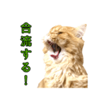 ペロッとシリーズ2（作戦用語）（個別スタンプ：10）