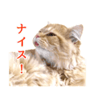 ペロッとシリーズ2（作戦用語）（個別スタンプ：11）