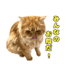 ペロッとシリーズ2（作戦用語）（個別スタンプ：12）
