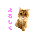 ペロッとシリーズ2（作戦用語）（個別スタンプ：14）