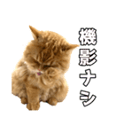 ペロッとシリーズ2（作戦用語）（個別スタンプ：15）