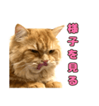 ペロッとシリーズ2（作戦用語）（個別スタンプ：16）