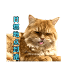 ペロッとシリーズ2（作戦用語）（個別スタンプ：17）