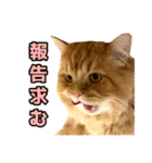 ペロッとシリーズ2（作戦用語）（個別スタンプ：18）