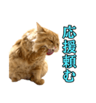 ペロッとシリーズ2（作戦用語）（個別スタンプ：19）