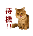 ペロッとシリーズ2（作戦用語）（個別スタンプ：20）