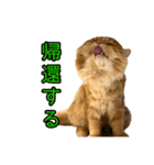 ペロッとシリーズ2（作戦用語）（個別スタンプ：21）