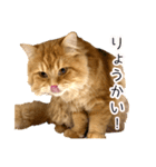 ペロッとシリーズ2（作戦用語）（個別スタンプ：22）
