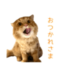ペロッとシリーズ2（作戦用語）（個別スタンプ：23）