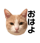 とある愛猫の日常会話スタンプ（個別スタンプ：1）