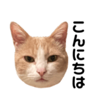 とある愛猫の日常会話スタンプ（個別スタンプ：2）