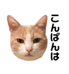 とある愛猫の日常会話スタンプ（個別スタンプ：3）