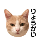 とある愛猫の日常会話スタンプ（個別スタンプ：4）