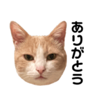 とある愛猫の日常会話スタンプ（個別スタンプ：5）