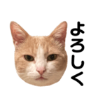とある愛猫の日常会話スタンプ（個別スタンプ：6）