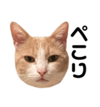 とある愛猫の日常会話スタンプ（個別スタンプ：7）