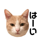 とある愛猫の日常会話スタンプ（個別スタンプ：8）