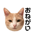 とある愛猫の日常会話スタンプ（個別スタンプ：9）