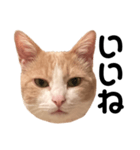 とある愛猫の日常会話スタンプ（個別スタンプ：10）