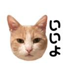 とある愛猫の日常会話スタンプ（個別スタンプ：11）