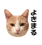 とある愛猫の日常会話スタンプ（個別スタンプ：12）