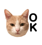 とある愛猫の日常会話スタンプ（個別スタンプ：13）