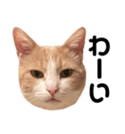 とある愛猫の日常会話スタンプ（個別スタンプ：14）