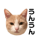 とある愛猫の日常会話スタンプ（個別スタンプ：15）