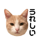 とある愛猫の日常会話スタンプ（個別スタンプ：16）
