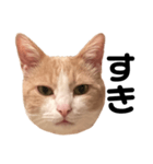 とある愛猫の日常会話スタンプ（個別スタンプ：17）