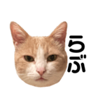 とある愛猫の日常会話スタンプ（個別スタンプ：18）