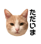 とある愛猫の日常会話スタンプ（個別スタンプ：19）