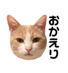 とある愛猫の日常会話スタンプ（個別スタンプ：20）