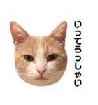 とある愛猫の日常会話スタンプ（個別スタンプ：21）