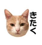 とある愛猫の日常会話スタンプ（個別スタンプ：22）