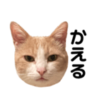 とある愛猫の日常会話スタンプ（個別スタンプ：23）