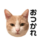 とある愛猫の日常会話スタンプ（個別スタンプ：24）