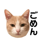 とある愛猫の日常会話スタンプ（個別スタンプ：25）