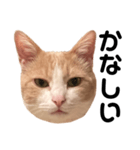 とある愛猫の日常会話スタンプ（個別スタンプ：26）
