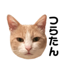とある愛猫の日常会話スタンプ（個別スタンプ：27）