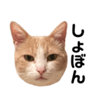 とある愛猫の日常会話スタンプ（個別スタンプ：28）
