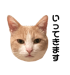 とある愛猫の日常会話スタンプ（個別スタンプ：29）