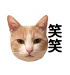 とある愛猫の日常会話スタンプ（個別スタンプ：30）