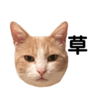 とある愛猫の日常会話スタンプ（個別スタンプ：31）