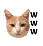 とある愛猫の日常会話スタンプ（個別スタンプ：32）