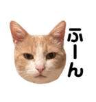 とある愛猫の日常会話スタンプ（個別スタンプ：33）