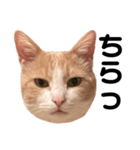 とある愛猫の日常会話スタンプ（個別スタンプ：34）